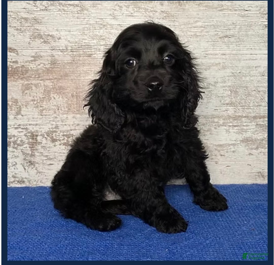 Mixed Breed dogs for sale: Mixed Breed Puppy 5 - Ad 1