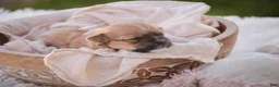 Havanese dogs for sale: Sage Havanese  - Ad 5