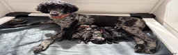Standard Poodle dogs for sale: Jade - Ad 4