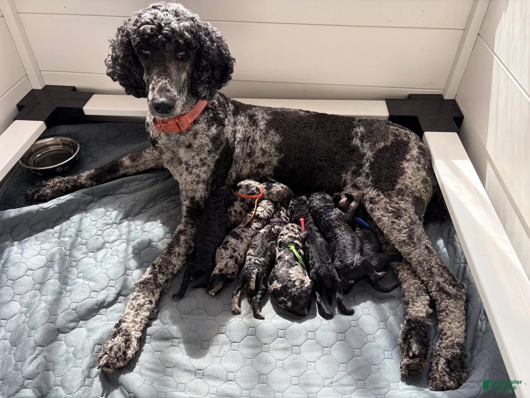 Standard Poodle dogs for sale: Jade - Ad 4
