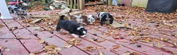 Miniature Australian Shepherd dogs for sale: Cake - Ad 6