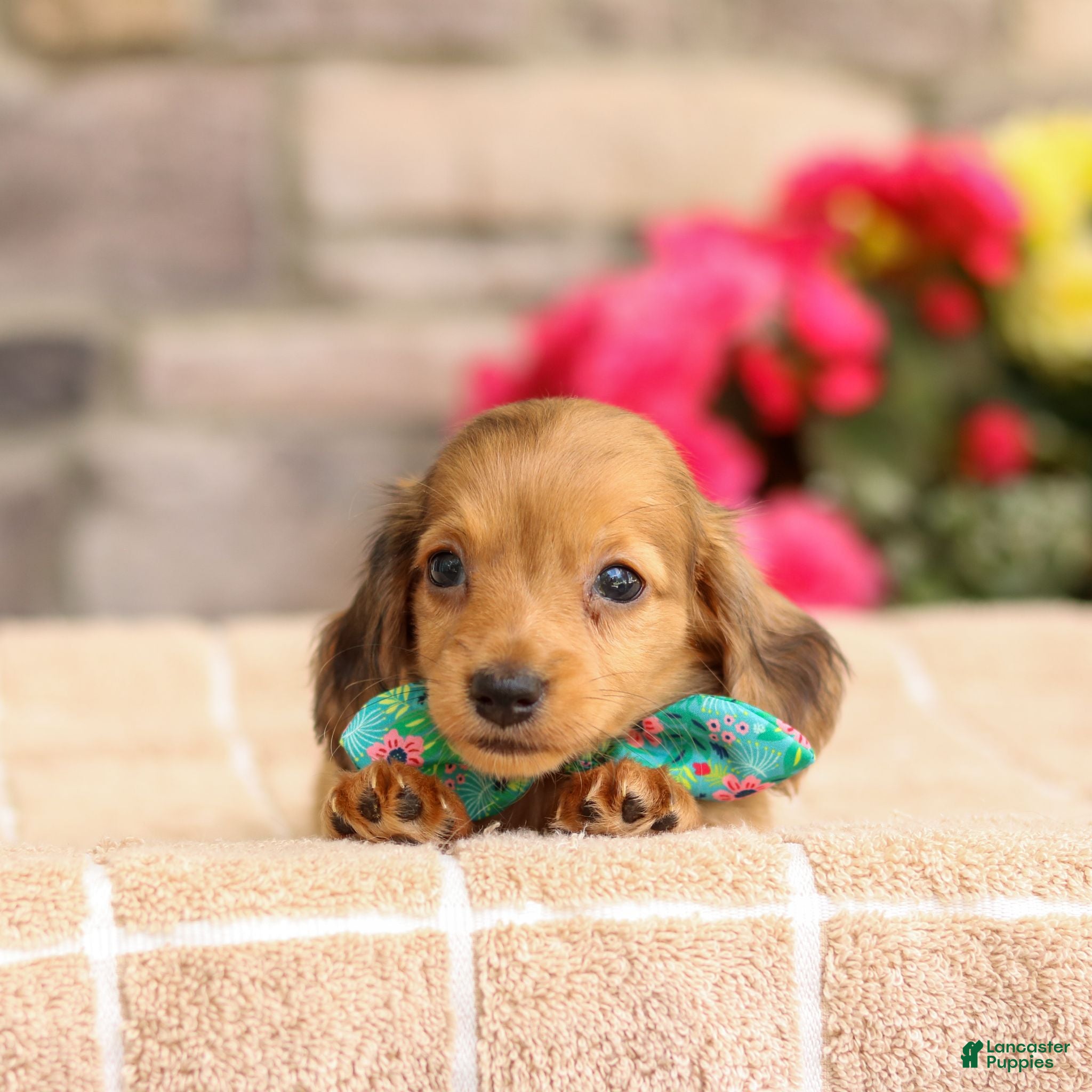 Miniature Dachshund dogs Millie - Ad 2