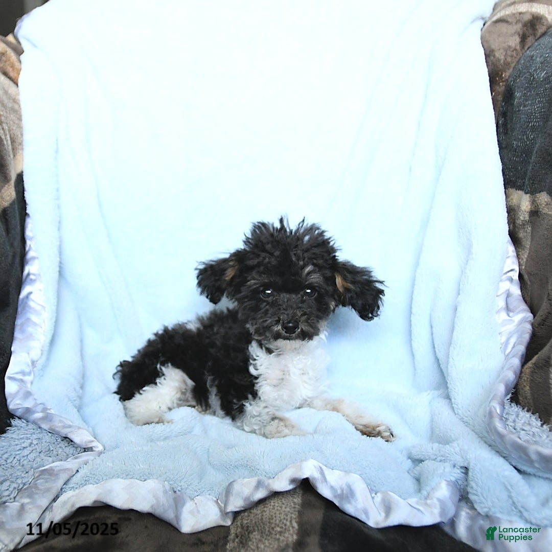 Toy Poodle dogs for sale: Kody - Ad 6