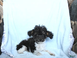 Toy Poodle dogs - Ad 33