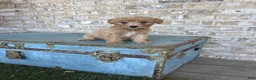 Miniature Labradoodle dogs for sale: Betsy - Ad 4