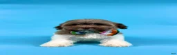 Havanese dogs for sale: ESTELLA - Ad 4