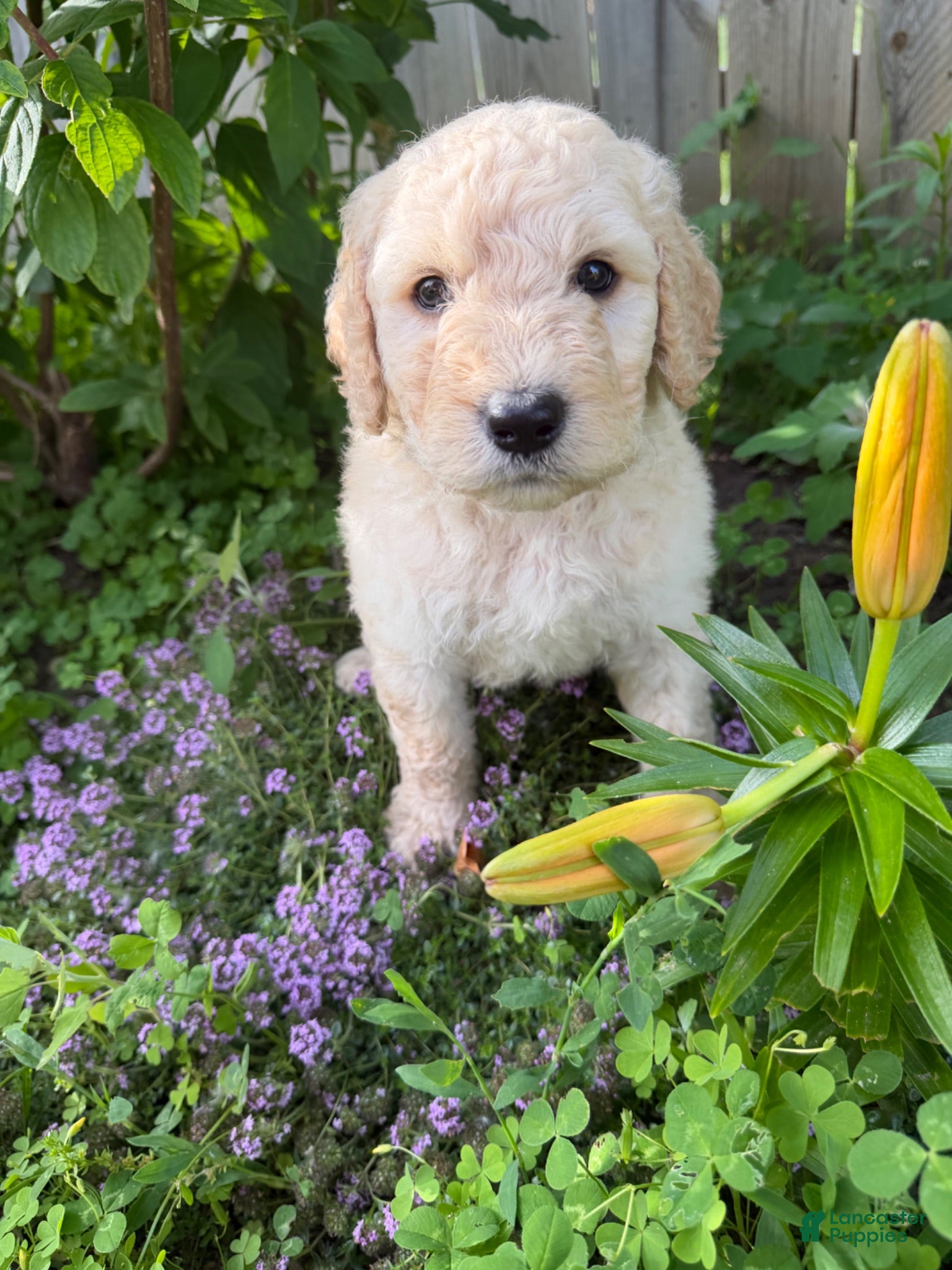 Goldendoodle dogs Goldendoodle 3 - Ad 28