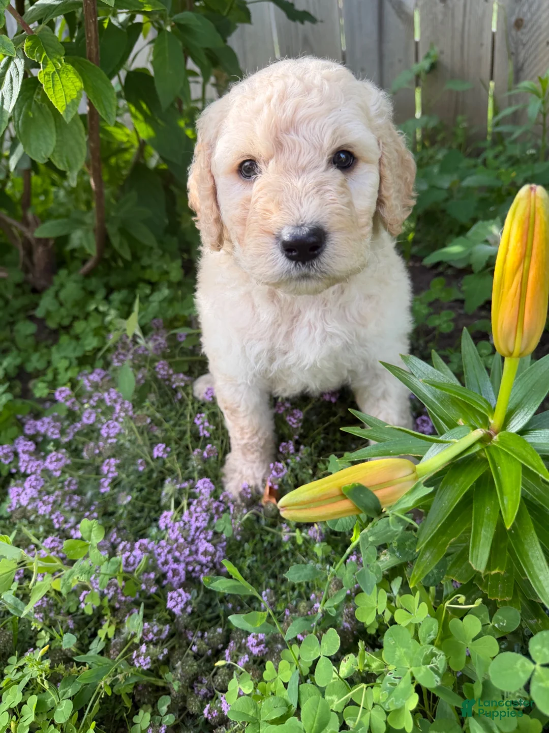 Goldendoodle dogs for sale: Goldendoodle 3 - Ad 1