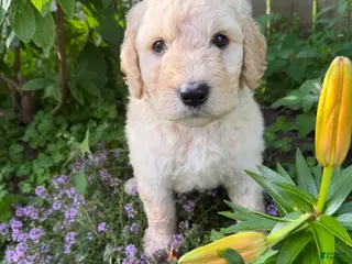 Goldendoodle dogs Goldendoodle 3 - Ad 18