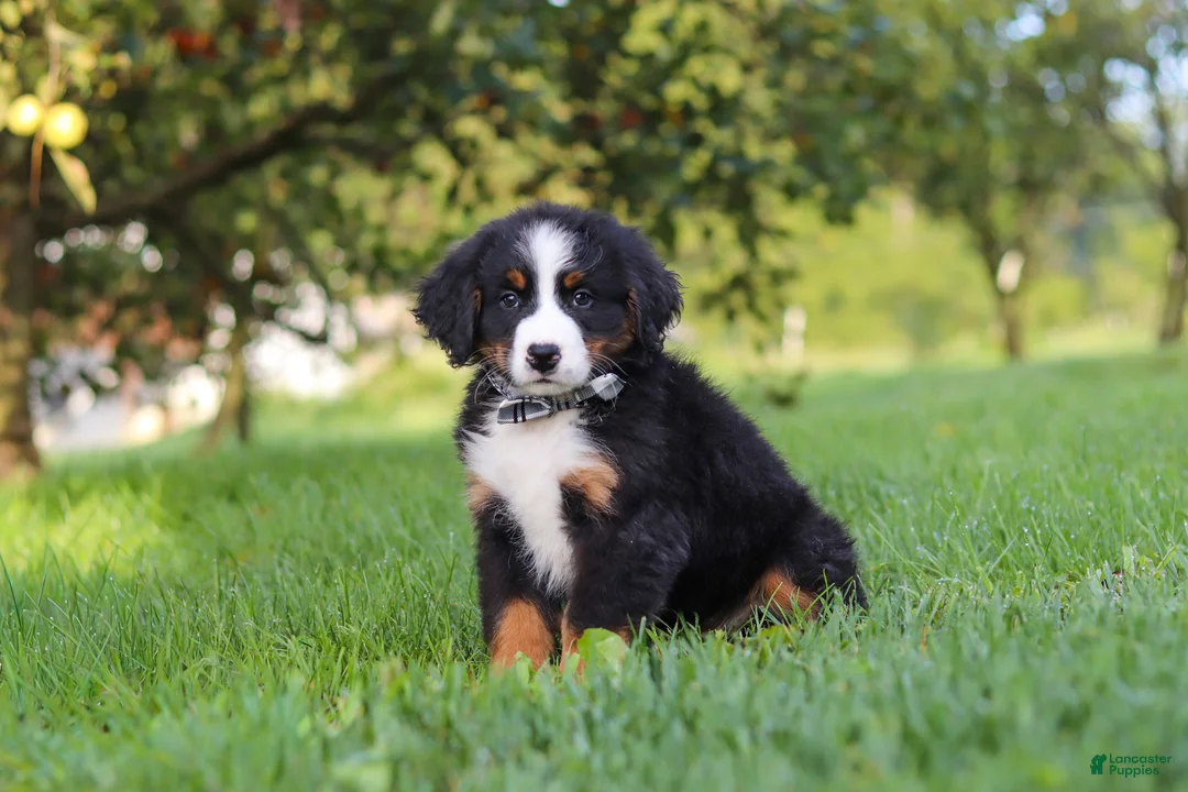 Miniature Bernese Mountain Dog dogs for sale: Kory - Ad 2