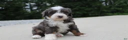 Mini Bernedoodle dogs for sale: Sophia - Ad 6