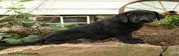 Labrador Retriever dogs for sale: Bronco - Ad 5