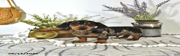 Miniature Dachshund dogs for sale: Percy - Ad 3