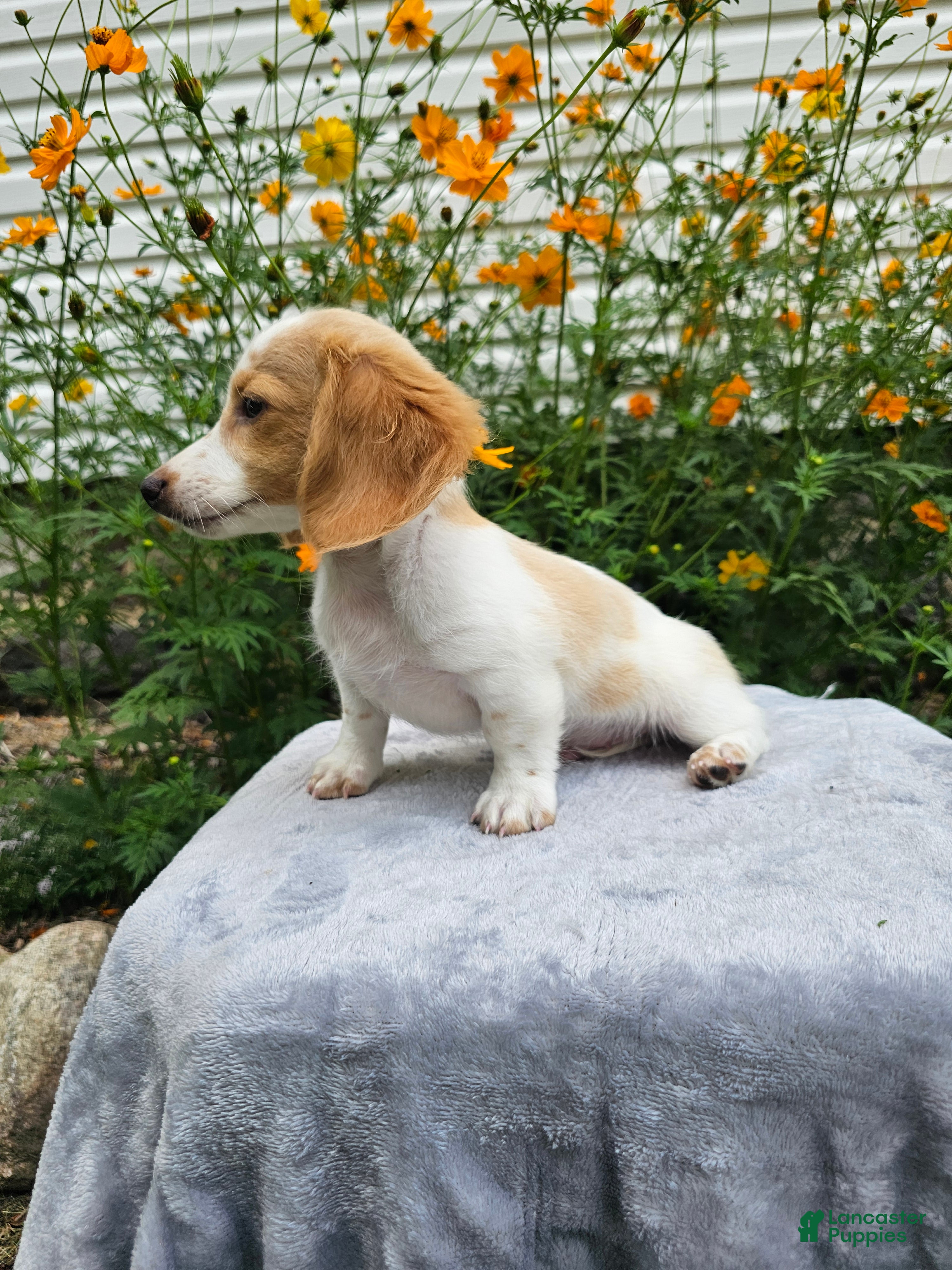 Miniature Dachshund dogs Flash - Ad 2