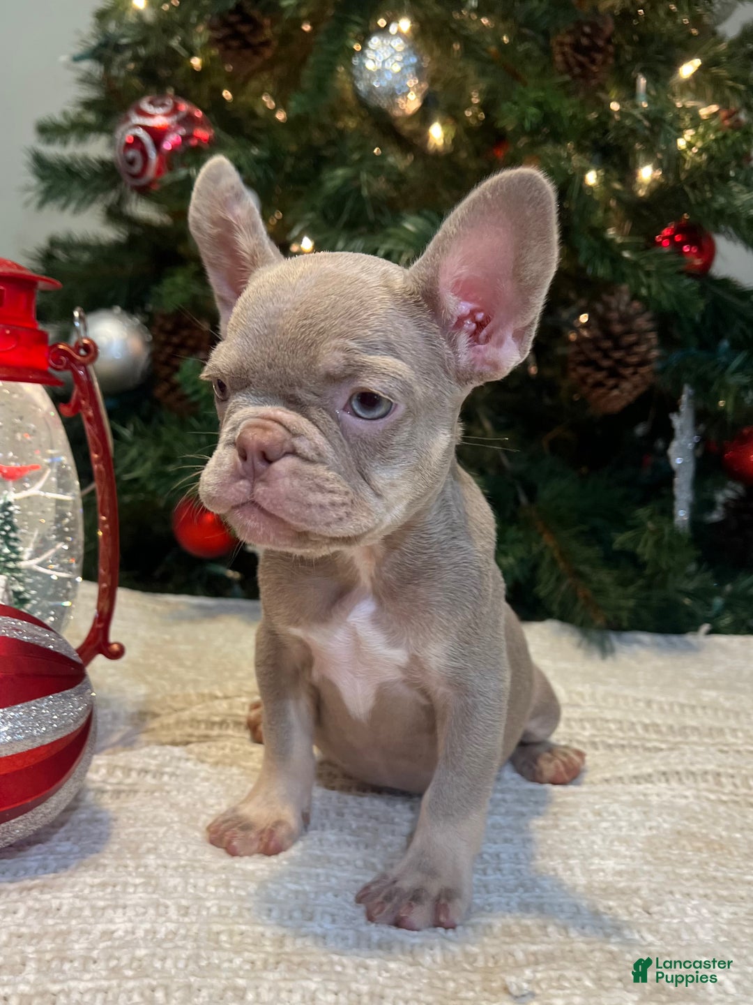 French Bulldog dogs for sale: Luna Akc - Ad 2
