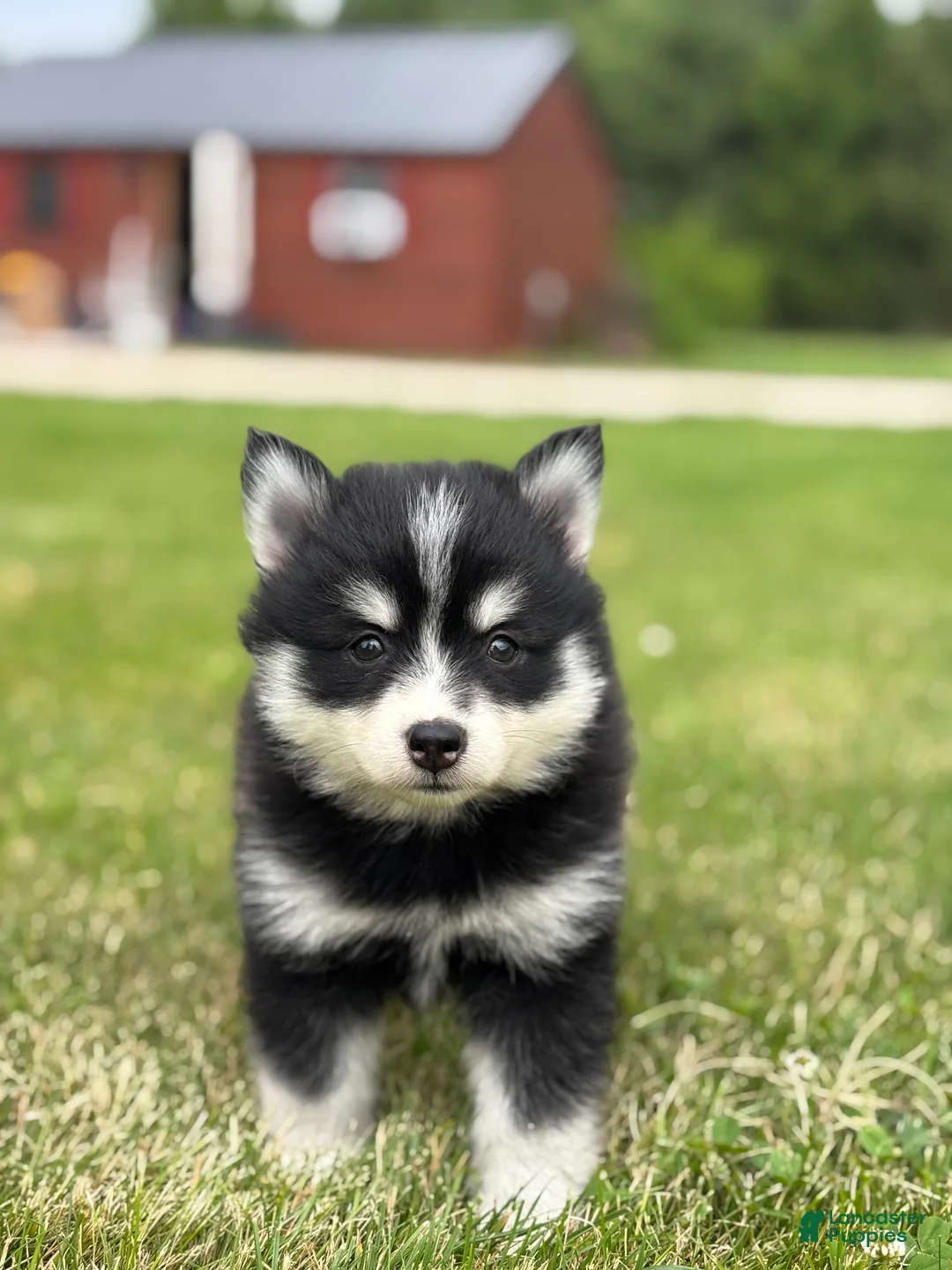 Pomsky dogs for sale: Tina - Ad 3