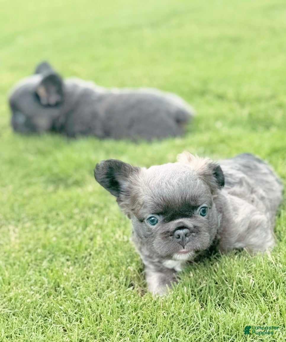 French Bulldog dogs Teddy - Ad 1