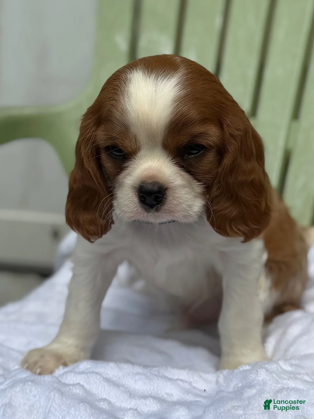 Cavalier King Charles Spaniel dogs for sale: Stetson - Ad 8