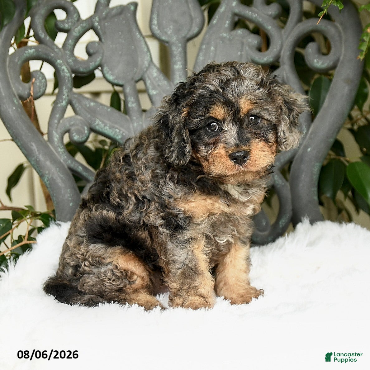 Cavapoo dogs Teddy - Ad 2
