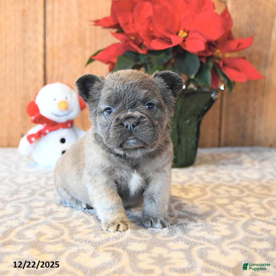 French Bulldog dogs Tinkerbell - Ad 22