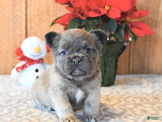 French Bulldog dogs Tinkerbell - Ad 24