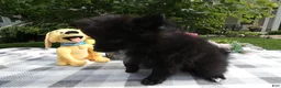 Pomeranian dogs for sale: Pomeranian 4  Blackie - Ad 2