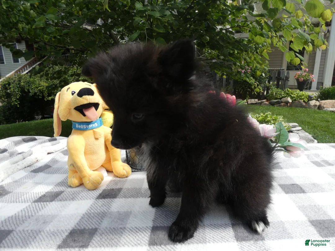 Pomeranian dogs for sale: Pomeranian 4  Blackie - Ad 2