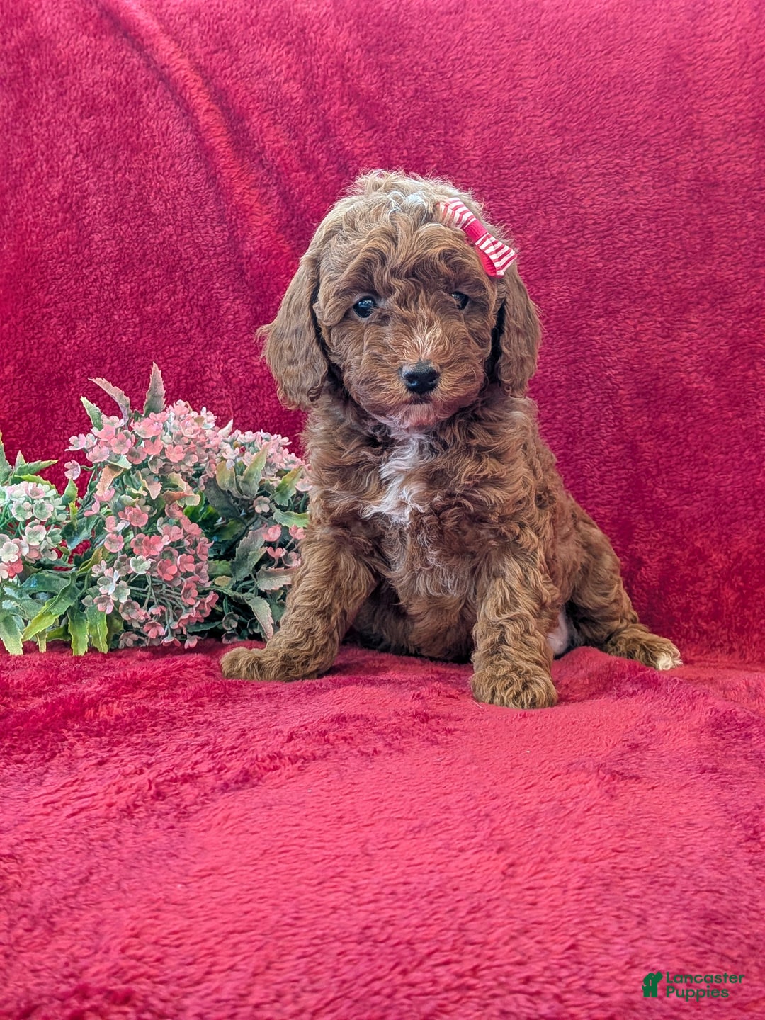 Miniature Poodle dogs for sale: Pixie  - Ad 4