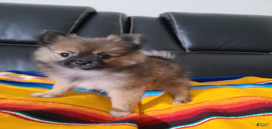 Gallery Image {{count}}