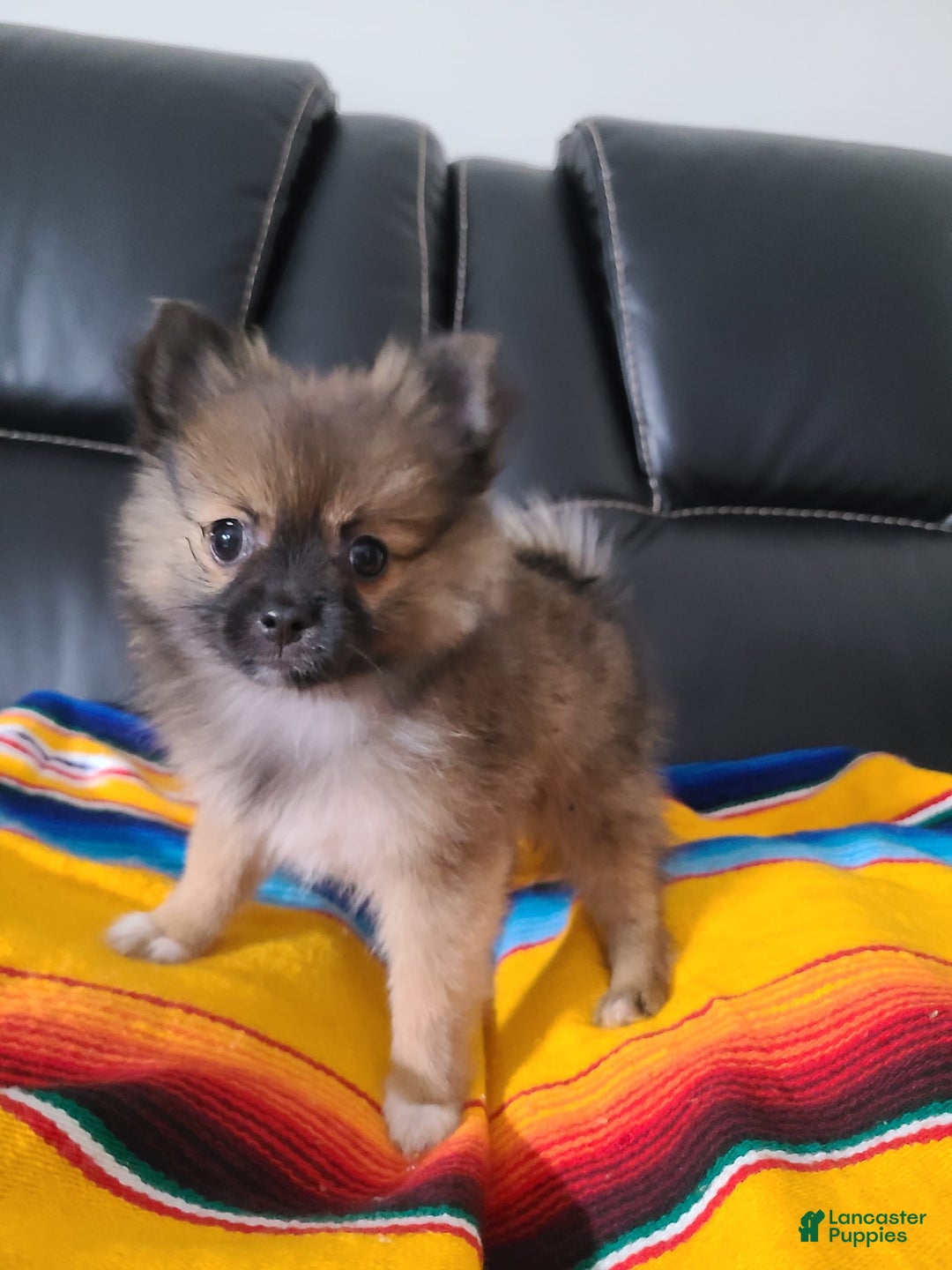 Gallery Image {{count}}