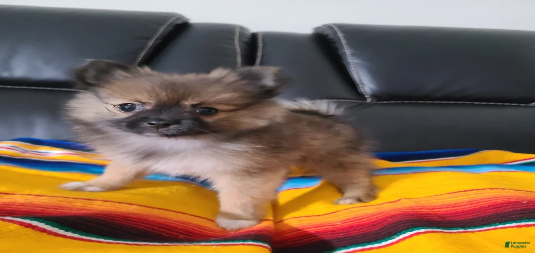 Gallery Image {{count}}