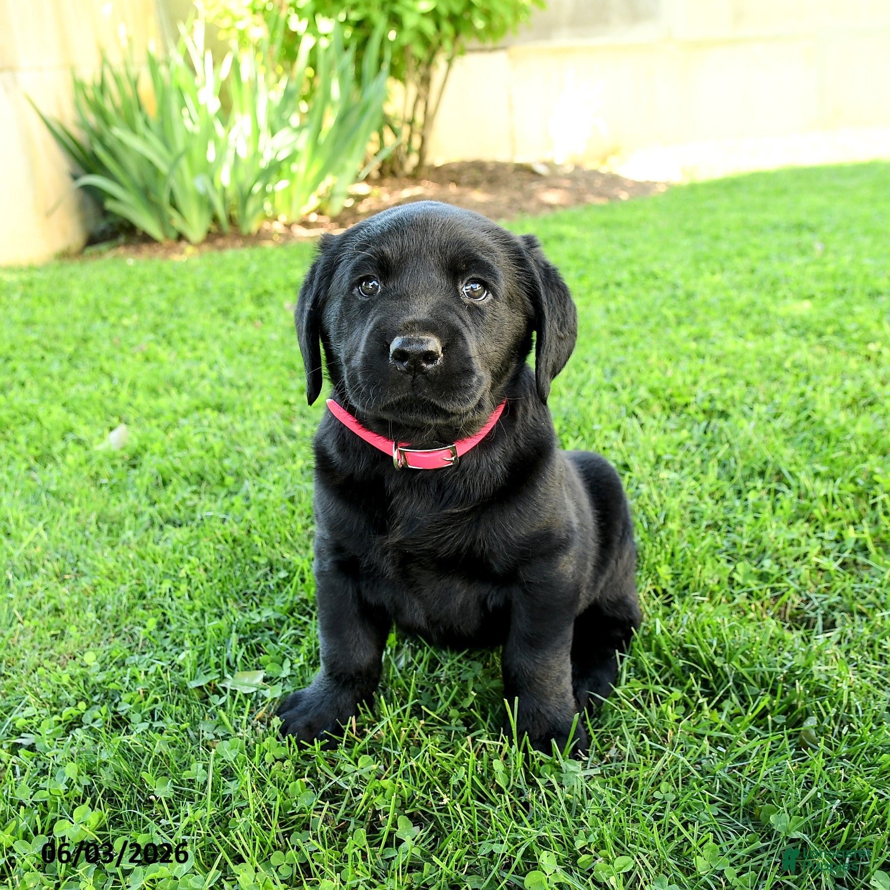 Labrador Retriever dogs for sale: Adriana - Ad 4