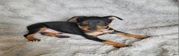 Miniature Pinscher dogs for sale: Paco - Ad 5