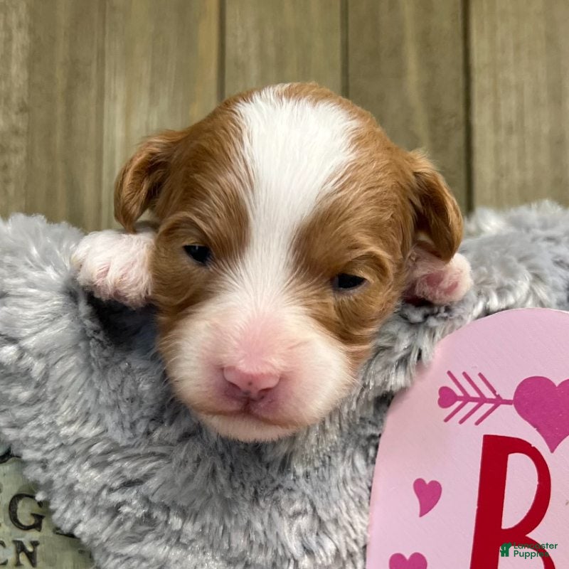 Mini Goldendoodle dogs Goldendoodle Puppy 2 - Ad 17