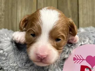 Mini Goldendoodle dogs Goldendoodle Puppy 2 - Ad 21