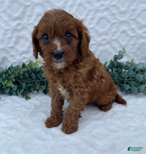 Cavapoo dogs Niles - Ad 2