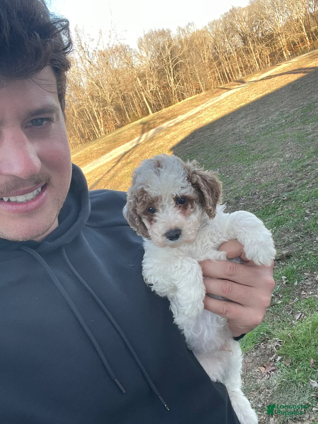 Mini Goldendoodle dogs for sale: Buddy (mini goldendoodle) - Ad 12