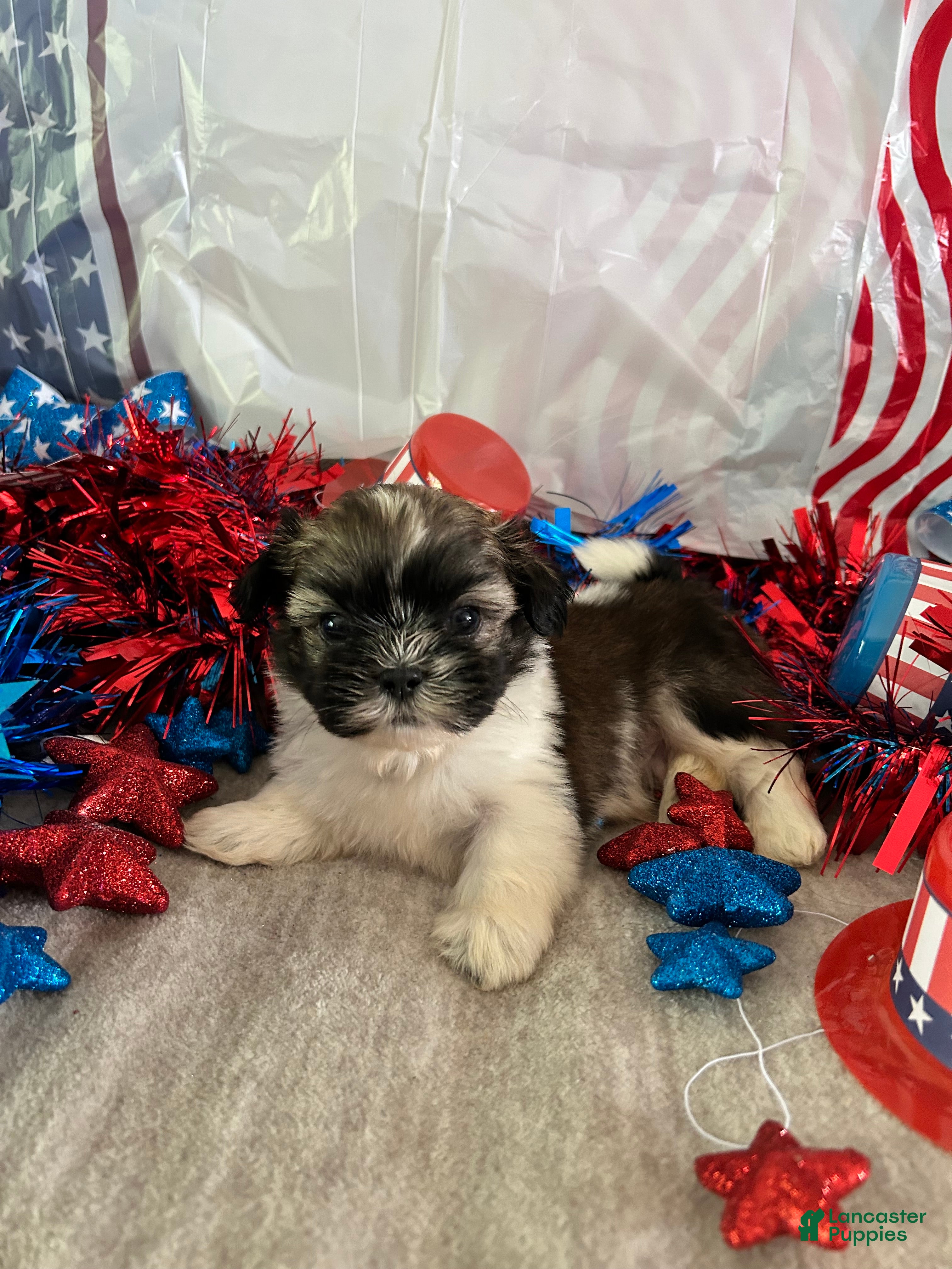 Shih Tzu dogs Nico - Ad 2