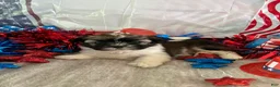 Shih Tzu dogs for sale: Nico - Ad 2