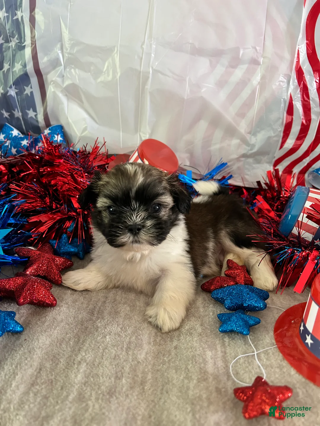 Shih Tzu dogs for sale: Nico - Ad 2