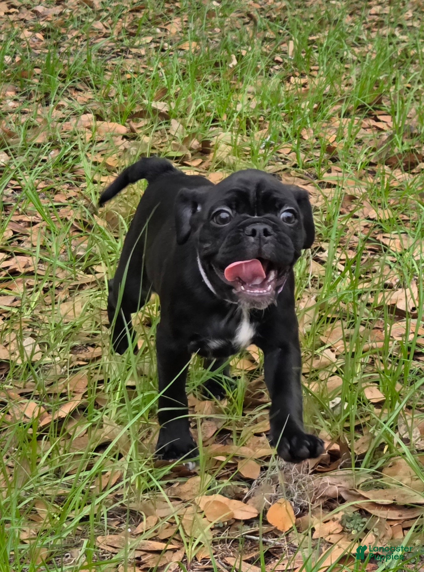 Mixed Breed dogs Peyton  - Ad 1