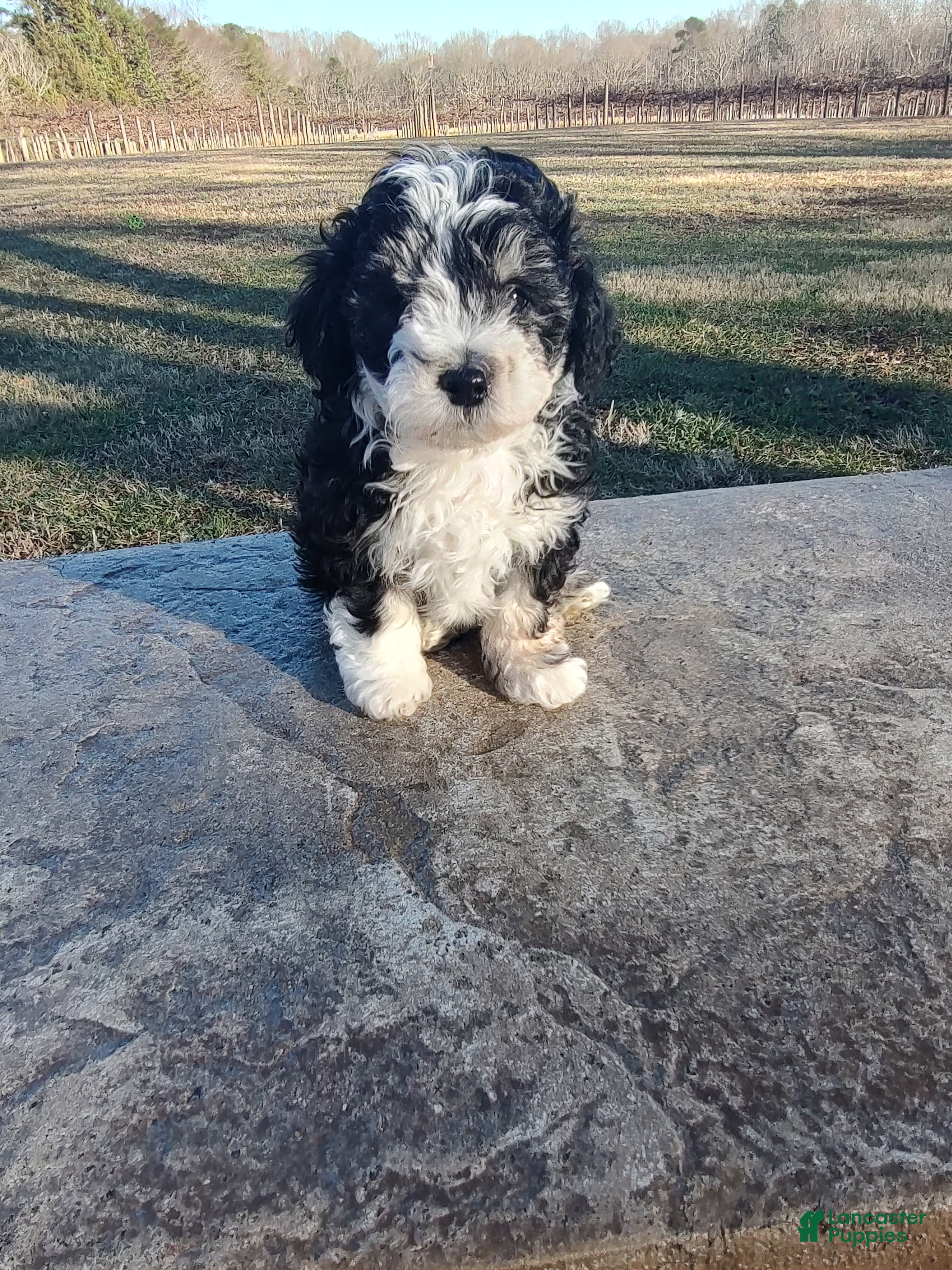Mini Sheepadoodle dogs Pierre - Ad 8