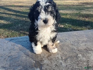 Mini Sheepadoodle dogs Pierre - Ad 8
