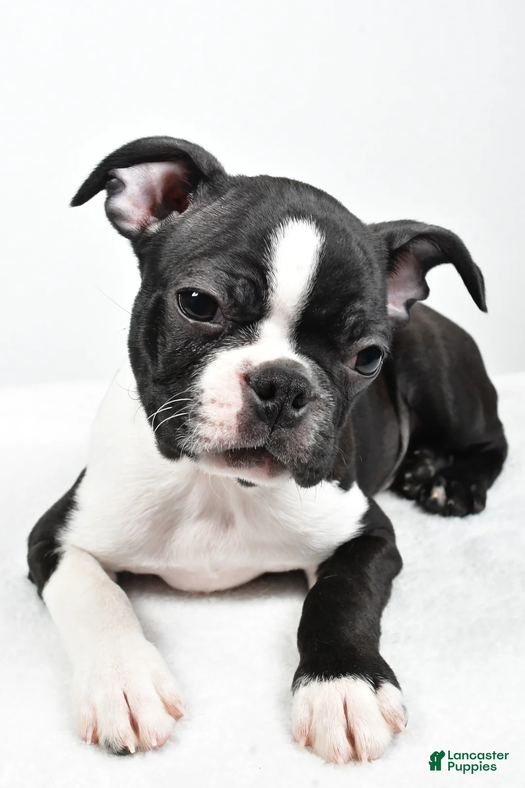Boston Terrier dogs for sale: Gus - Ad 7