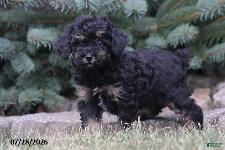 Toy Poodle dogs Hailey - Ad 1