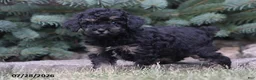 Toy Poodle dogs for sale: Hailey - Ad 1