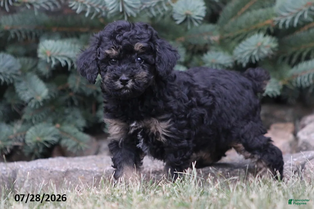 Toy Poodle dogs for sale: Hailey - Ad 1
