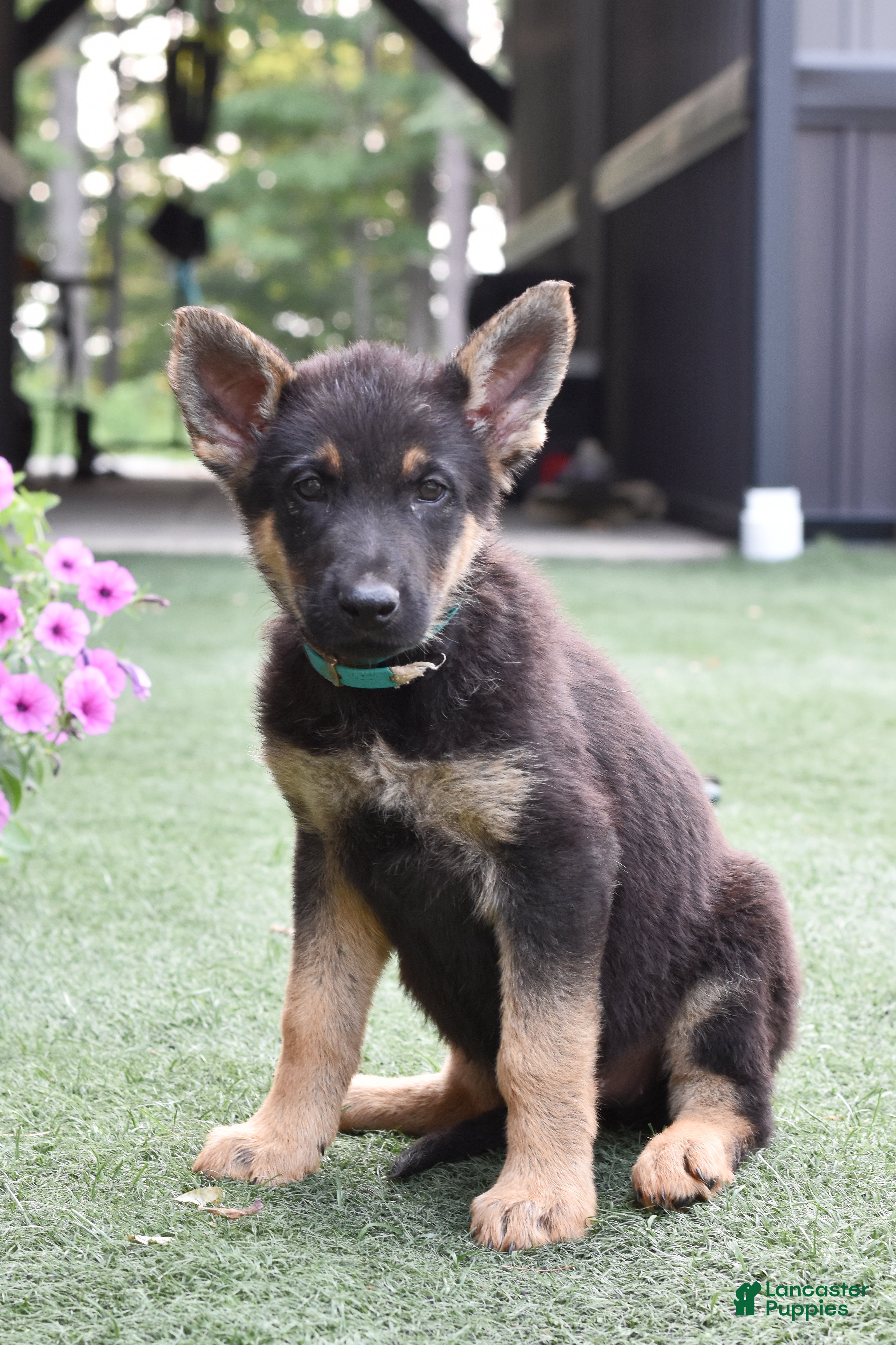 German Shepherd dogs Addy - Ad 1