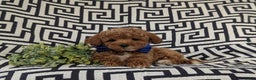 Maltipoo dogs for sale: Daine - Ad 7