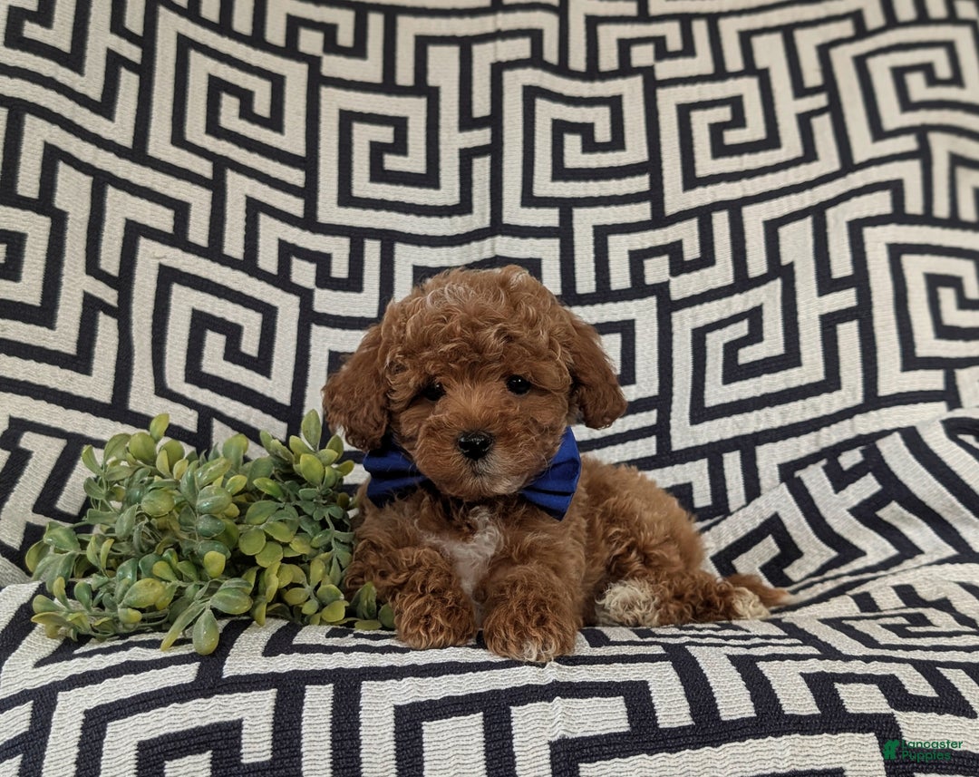 Maltipoo dogs for sale: Daine - Ad 7